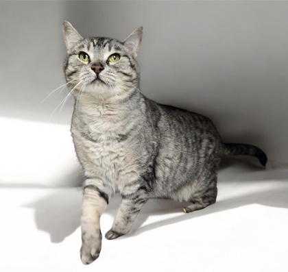 Enlarge Alley, a Adoptable mixed breed in Tinley Park, IL image 1/3