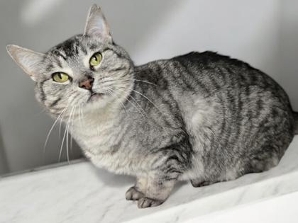 Enlarge Alley, a Adoptable mixed breed in Tinley Park, IL image 3/3