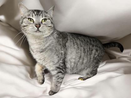 Enlarge Alley, a Adoptable mixed breed in Tinley Park, IL image 2/3