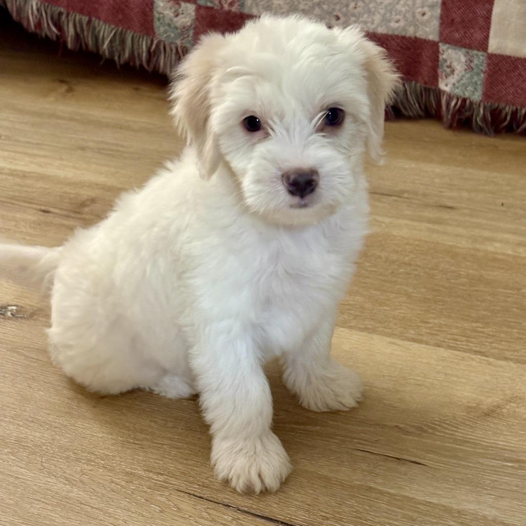 Enlarge Charlie, a Adoptable mixed breed in Wichita, KS image 2/3