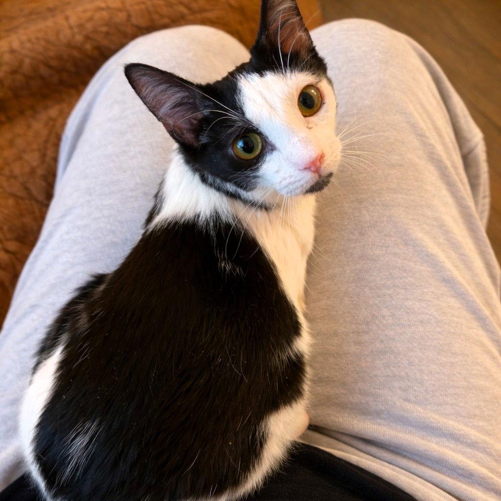 Enlarge Figaro, a Adoptable Domestic Short Hair in Rochester, NY image 1/3