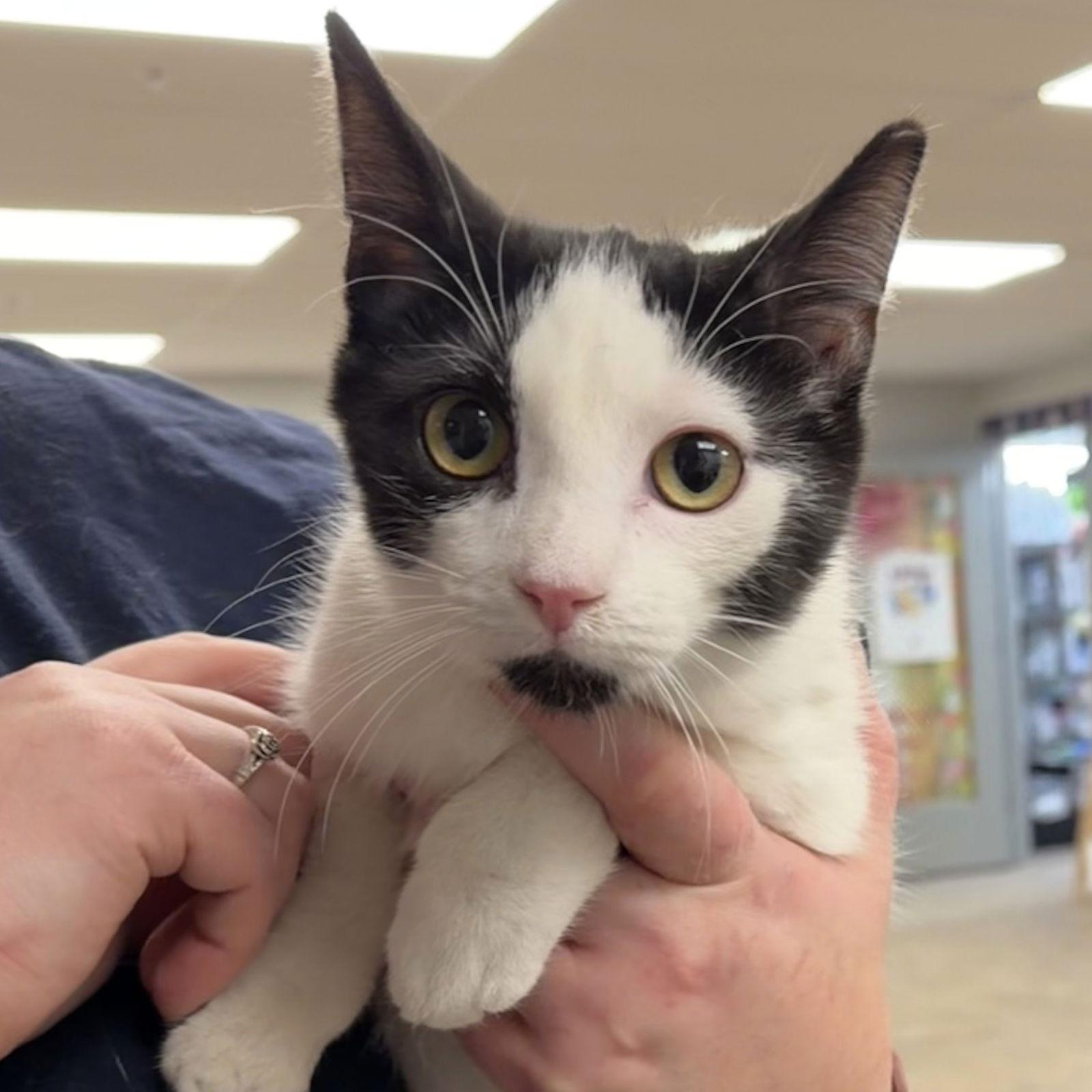 Figaro, Adoptable, Young Male Domestic Short Hair.