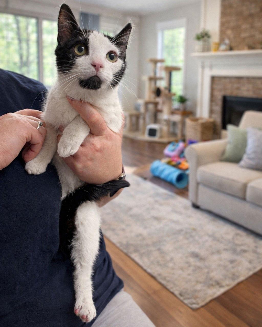 Enlarge Figaro, a Adoptable Domestic Short Hair in Rochester, NY image 2/3