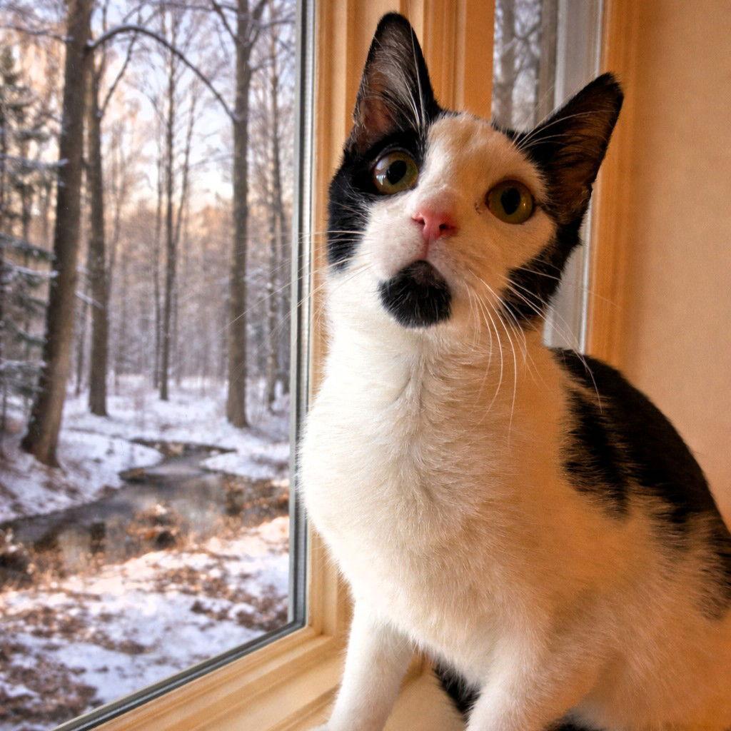 Enlarge Figaro, a Adoptable Domestic Short Hair in Rochester, NY image 3/3