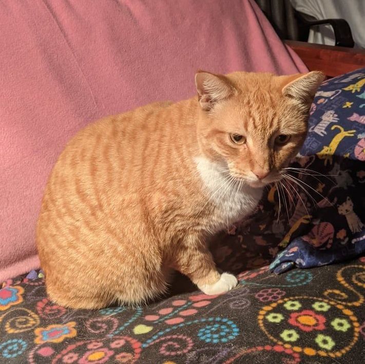 Cobra, a Adoptable Domestic Short Hair in Spring Hill, FL image 1/2