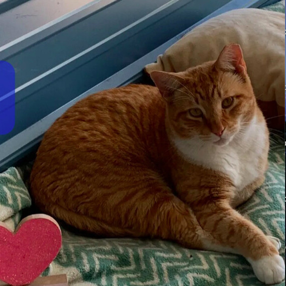 Cobra, a Adoptable Domestic Short Hair in Spring Hill, FL image 2/2