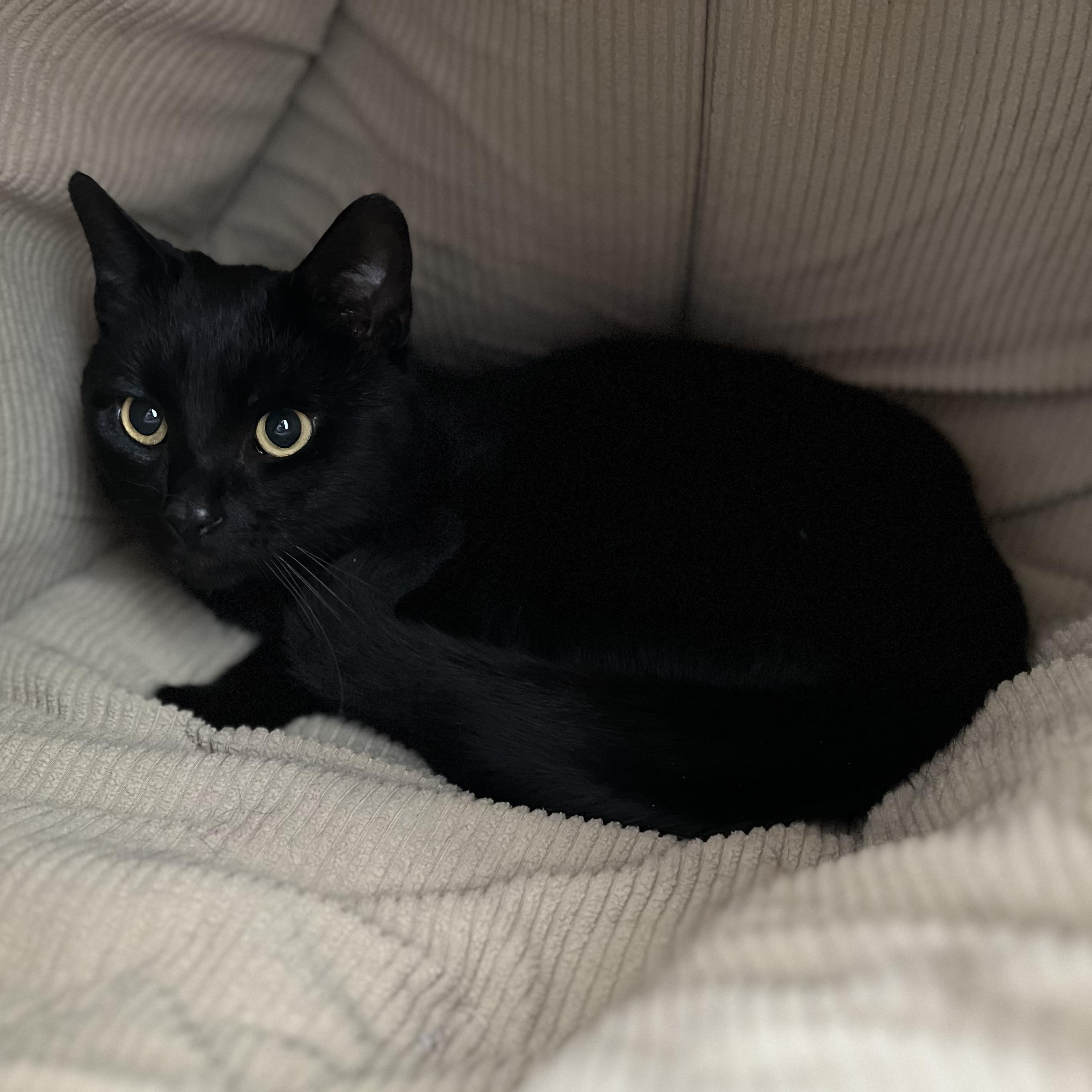 Lucas, ADOPTABLE, Adult Male American Shorthair.