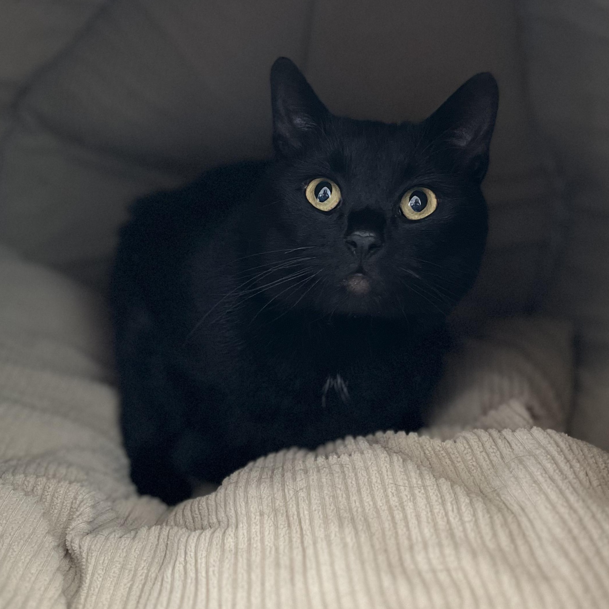 Enlarge Lucas, a ADOPTABLE American Shorthair in Hull, MA image 2/3