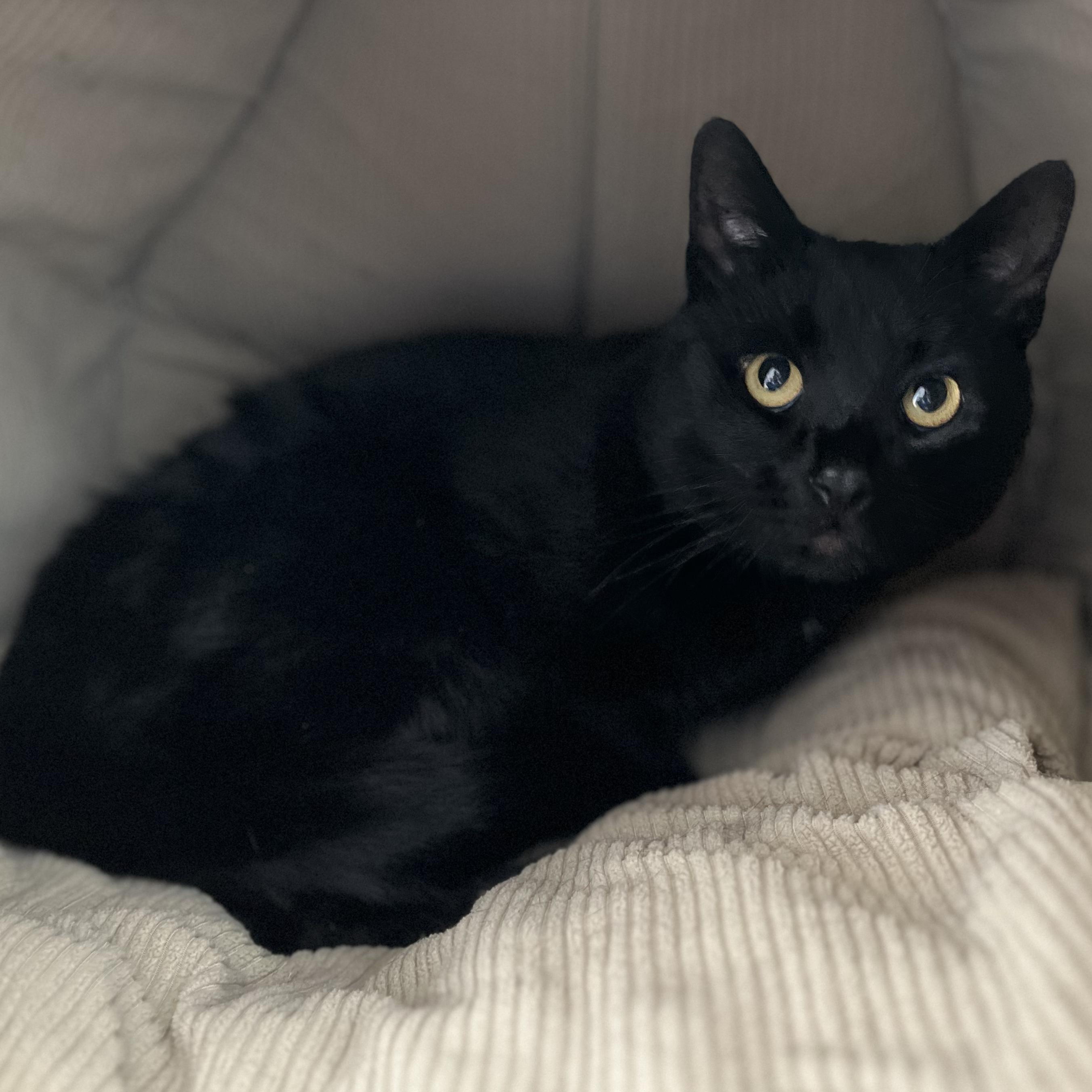 Enlarge Lucas, a ADOPTABLE American Shorthair in Hull, MA image 3/3