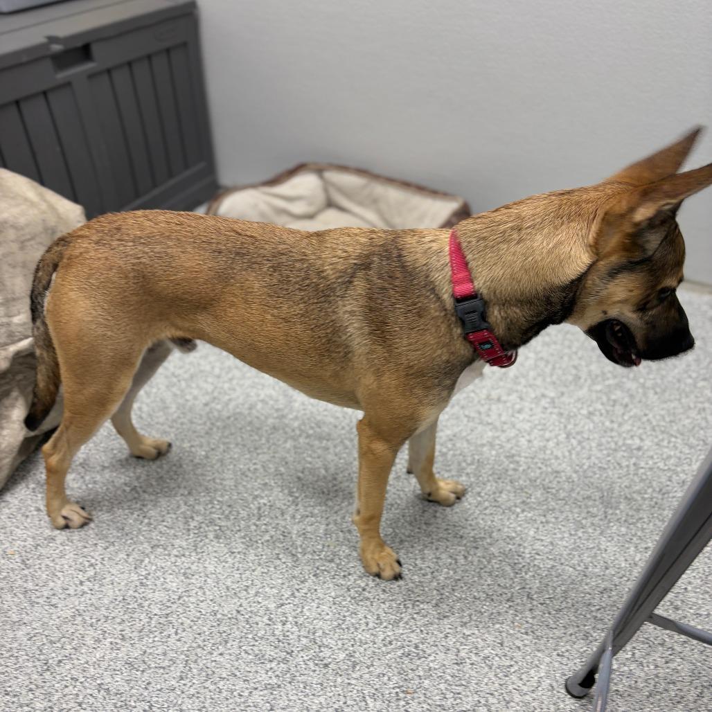 Enlarge Jack-o-Lantern, a Adoptable mixed breed in Monticello, IA image 2/6