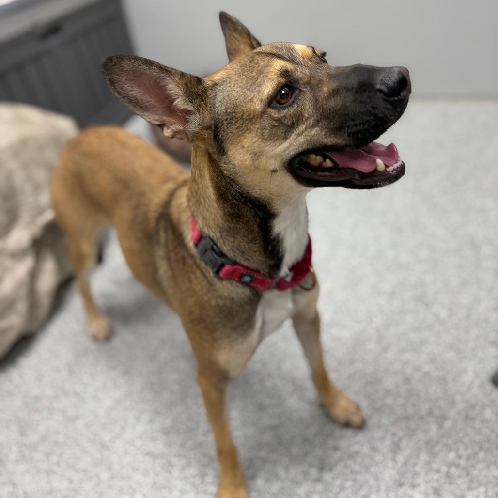 Enlarge Jack-o-Lantern, a Adoptable mixed breed in Monticello, IA image 4/6
