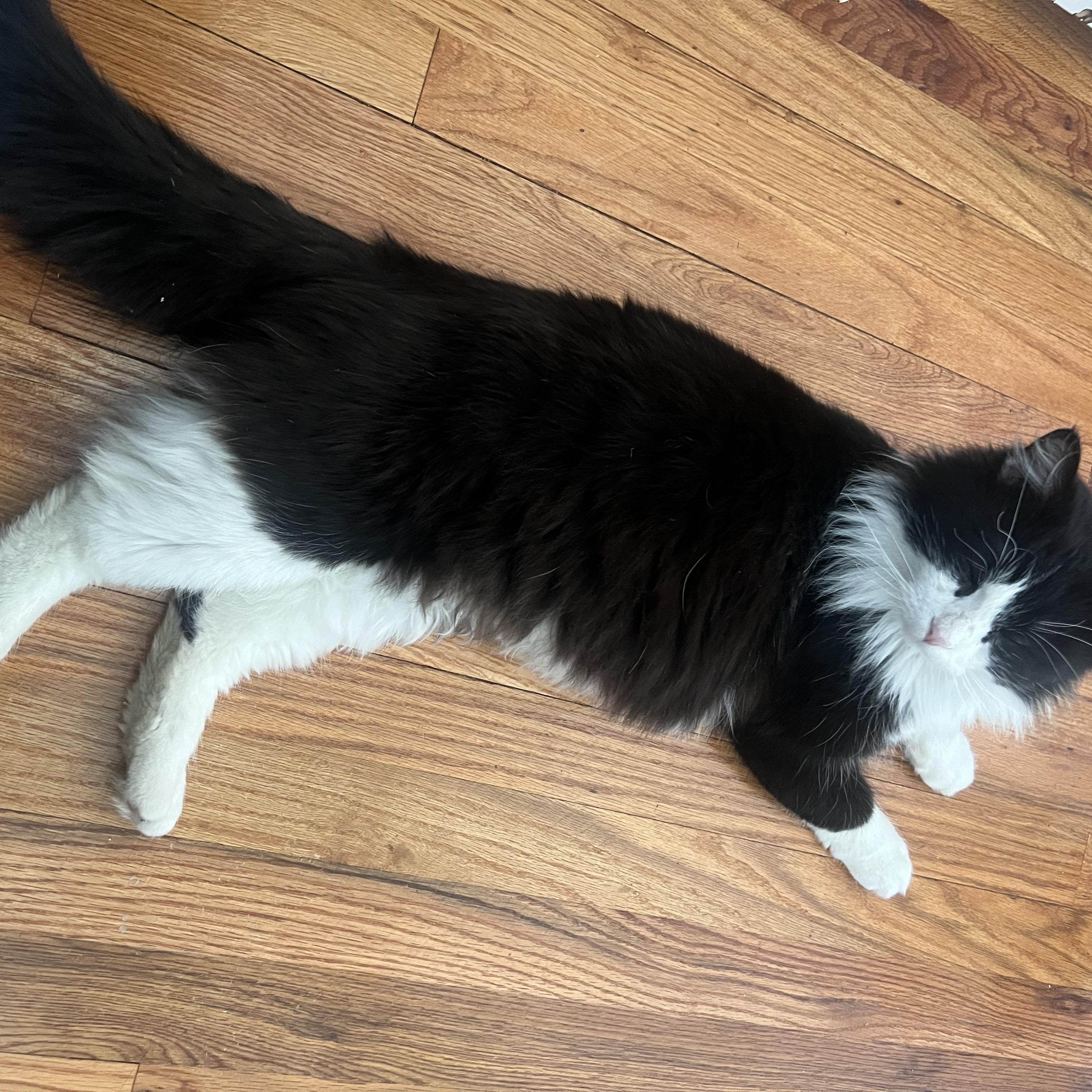 Enlarge Leo, an adopted Domestic Long Hair in Apple Valley, MN image 4/6