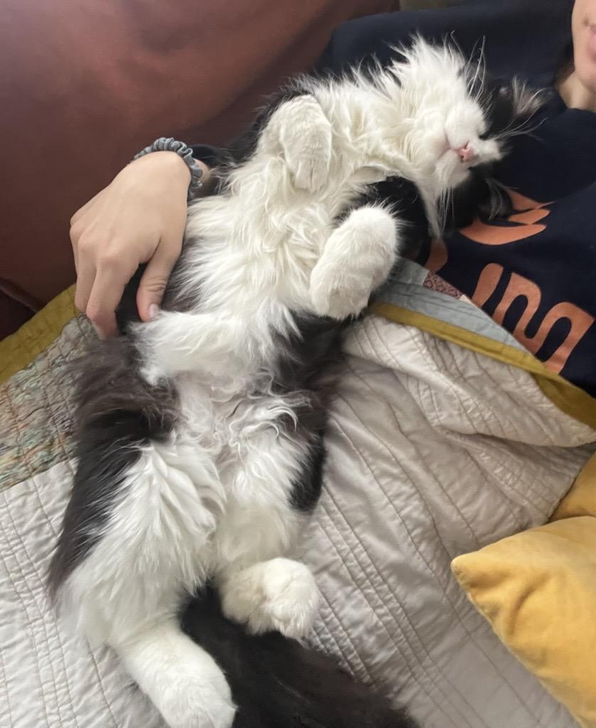 Enlarge Leo, an adopted Domestic Long Hair in Apple Valley, MN image 6/6