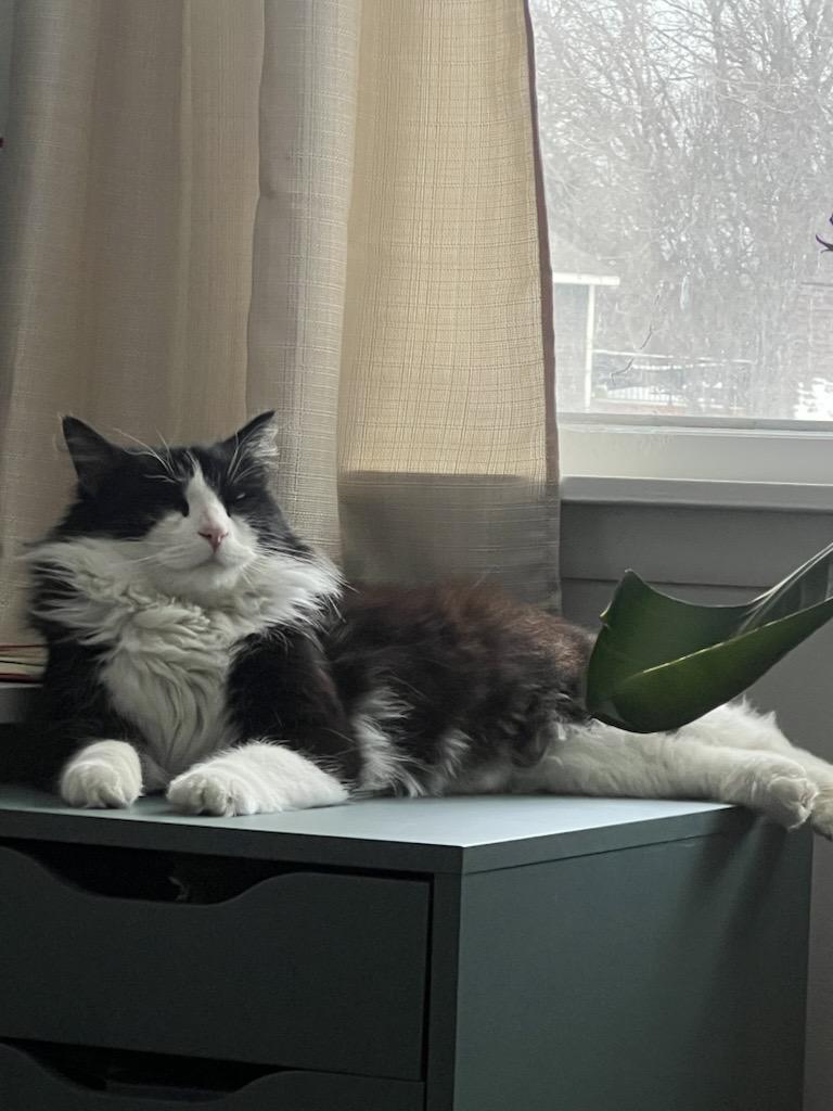 Enlarge Leo, an adopted Domestic Long Hair in Apple Valley, MN image 2/6