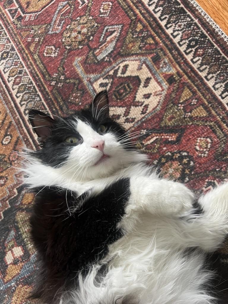 Enlarge Leo, an adopted Domestic Long Hair in Apple Valley, MN image 1/6