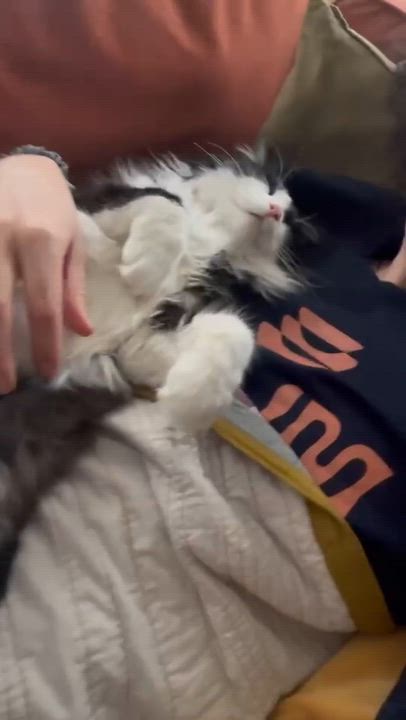 Enlarge Leo, an adopted Domestic Long Hair in Apple Valley, MN video 5/6