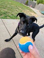 RJ, Adopted, Young Male Black Labrador Retriever & German Shepherd Dog.