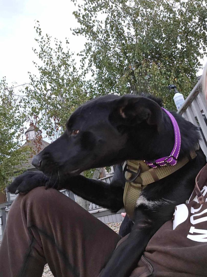 RJ, a Adopted mixed breed in greenwood, IN image 2/4