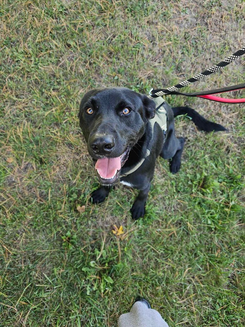 RJ, a Adopted mixed breed in greenwood, IN image 3/4