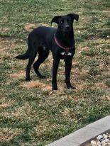 RJ, a Adopted mixed breed in greenwood, IN image 4/4