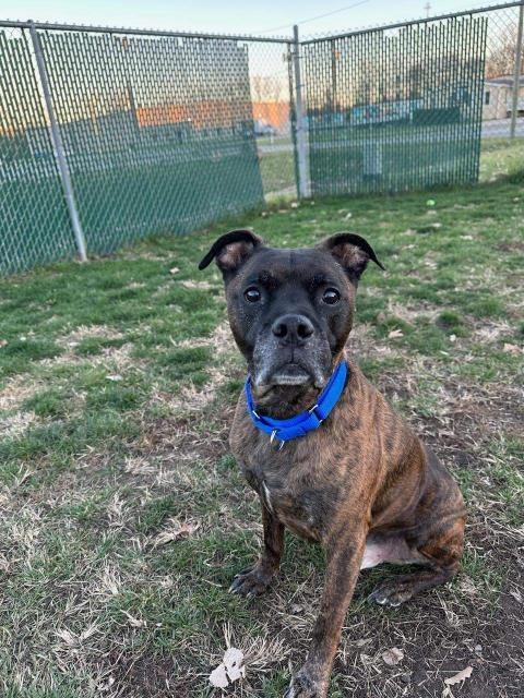 Chicken-pending adoption-Foster Home — thumbnail 2