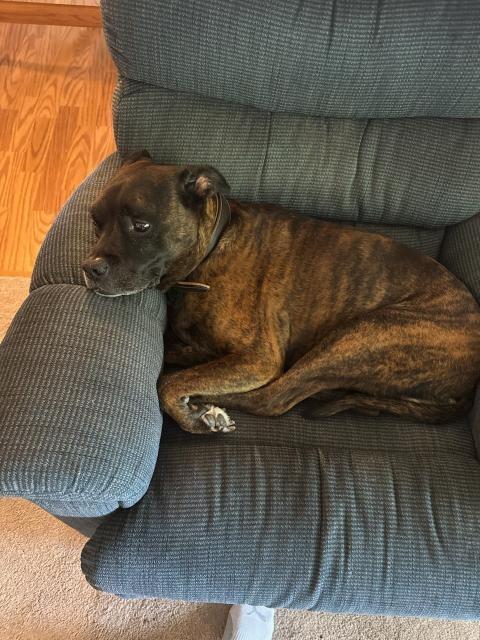 Chicken-pending adoption-Foster Home — thumbnail 3