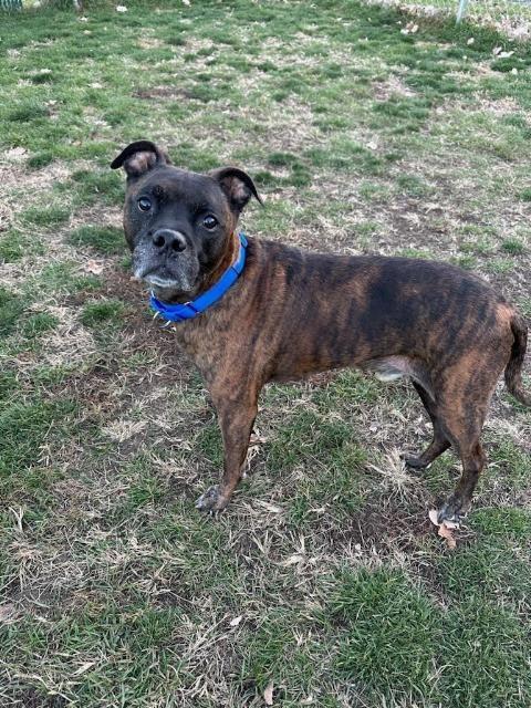 Chicken-pending adoption-Foster Home — thumbnail 5