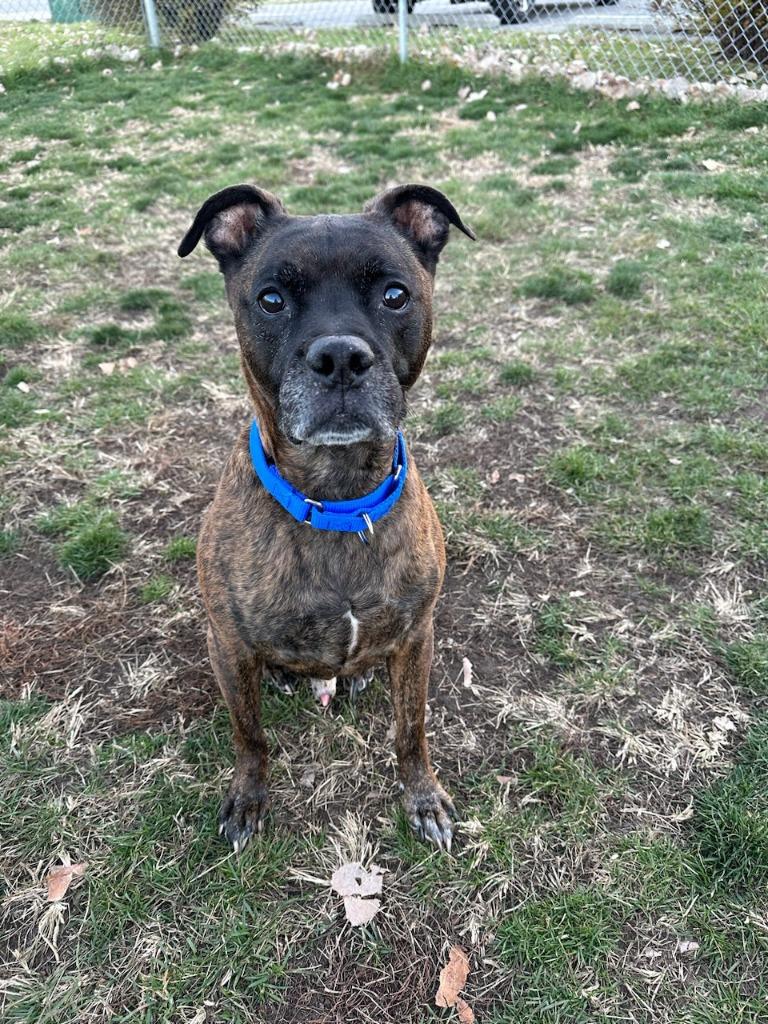 Chicken-pending adoption-Foster Home — thumbnail 6