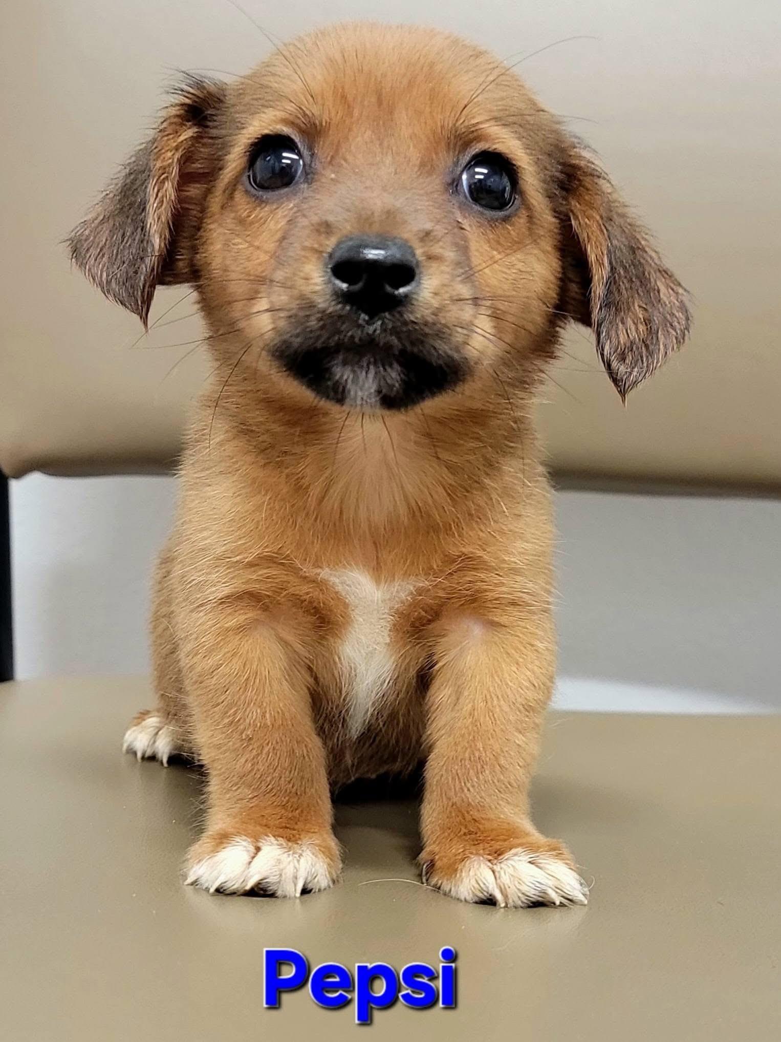 Enlarge Pepsi - Soda Pups Litter , an adopted mixed breed in Mendham, NJ image 1/1