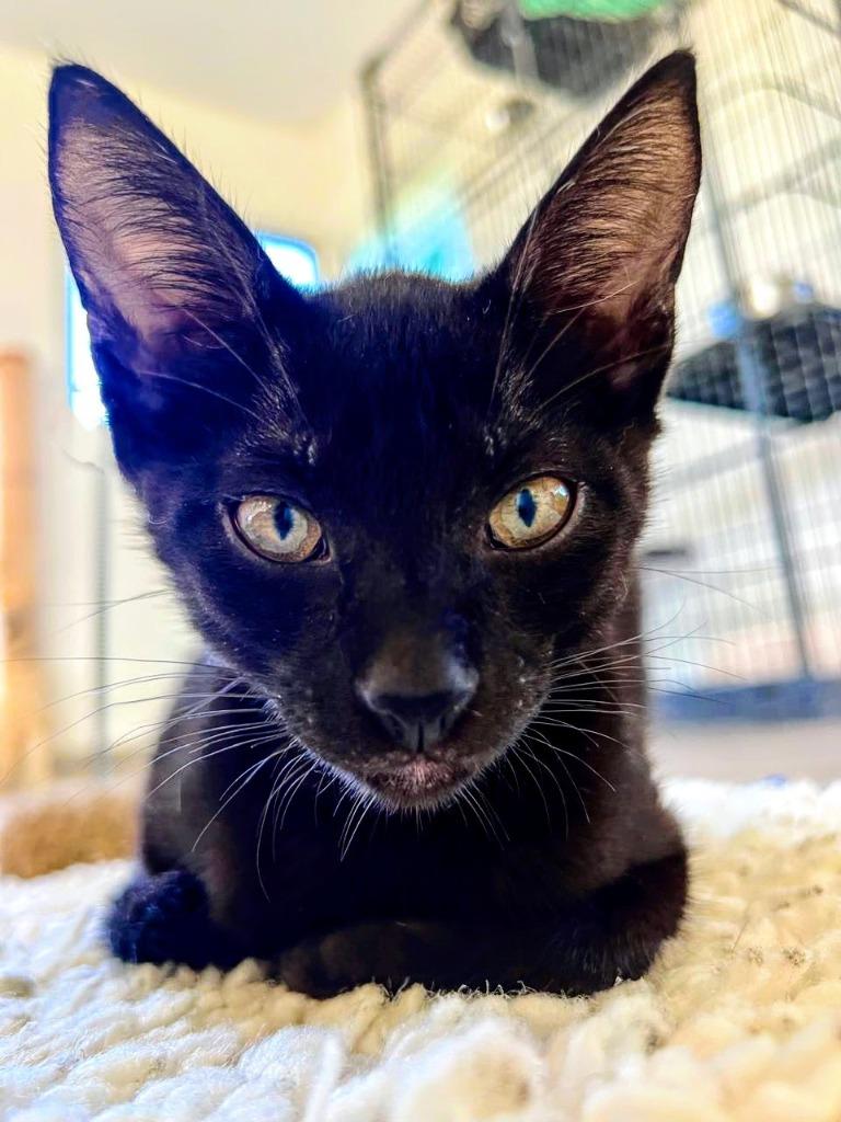 Enlarge Miguel, a Adoptable mixed breed in Corral del Risco, NAY image 6/6