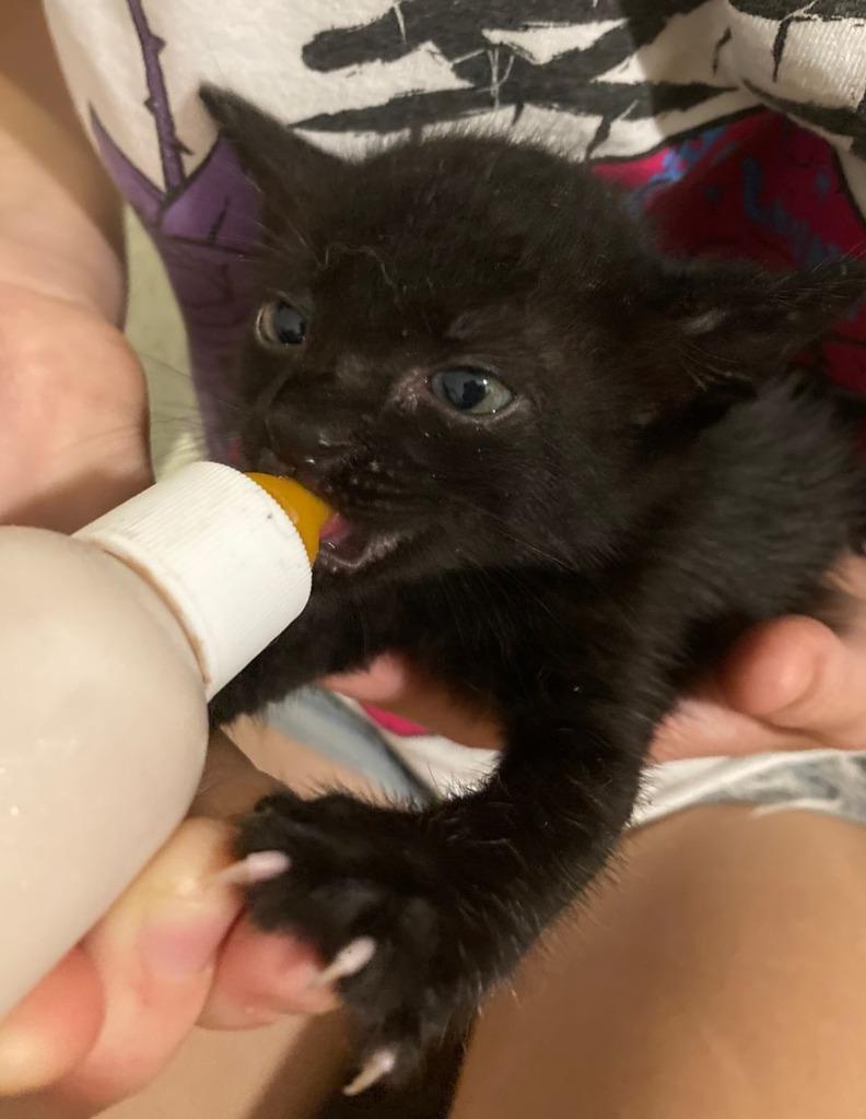 Enlarge Miguel, a Adoptable mixed breed in Corral del Risco, NAY image 1/5