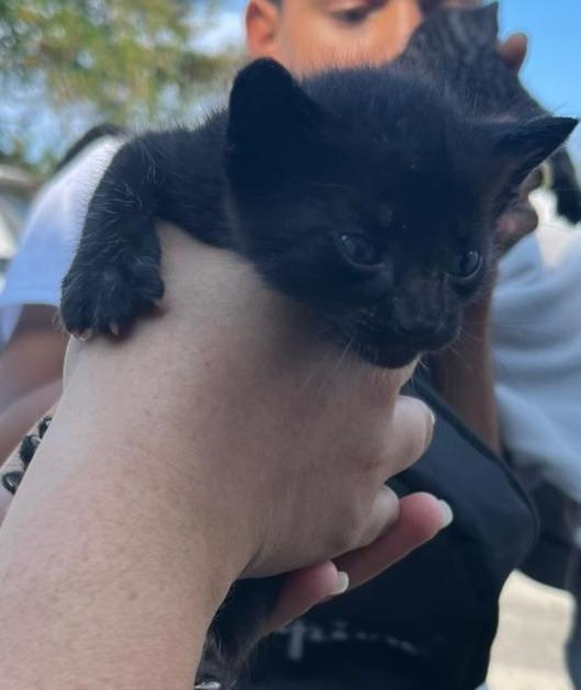 Enlarge Miguel, a Adoptable mixed breed in Corral del Risco, NAY image 2/5
