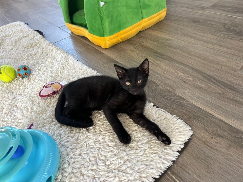 Enlarge Miguel, a Adoptable mixed breed in Corral del Risco, NAY image 3/5