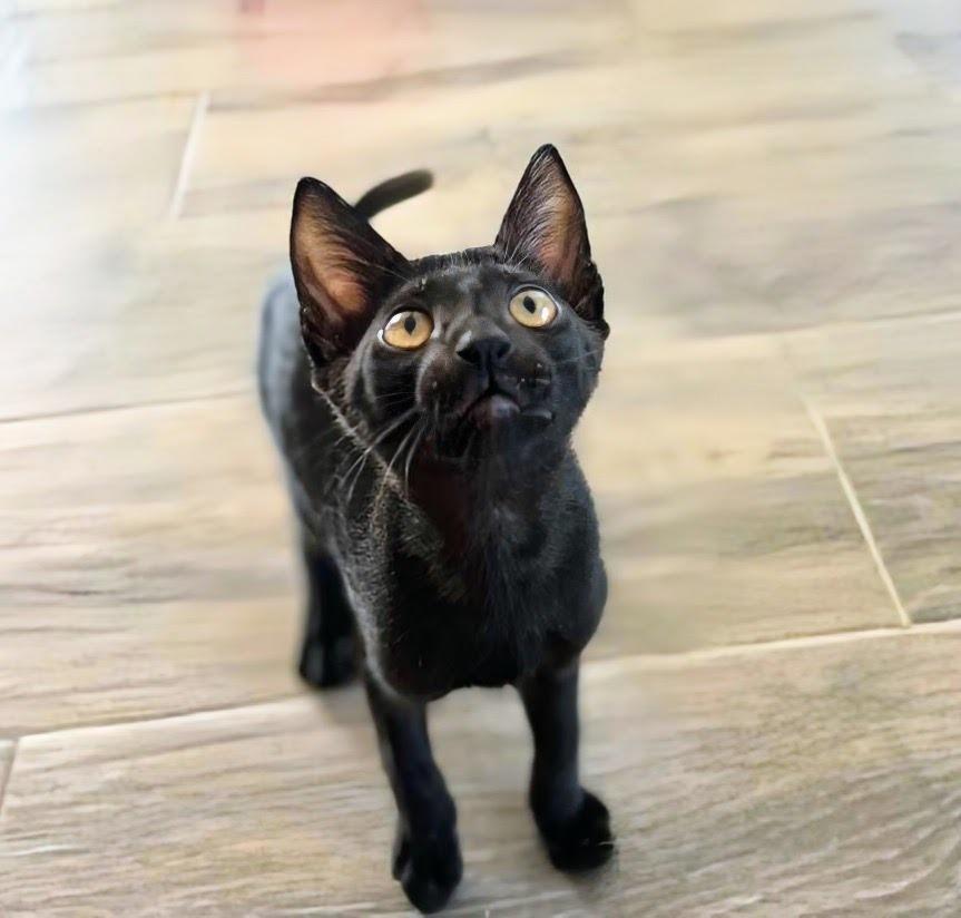 Miguel, Adoptable, Kitten Male Domestic Short Hair.