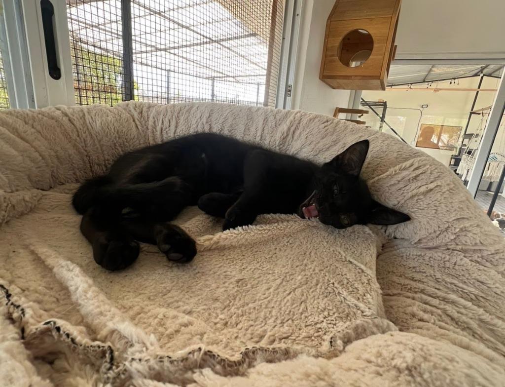 Enlarge Miguel, a Adoptable mixed breed in Corral del Risco, NAY image 5/5