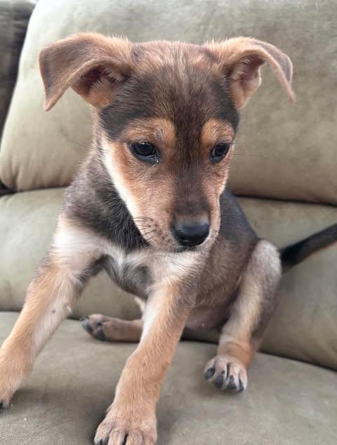 Georgina, Adoptable, Puppy Female Terrier.