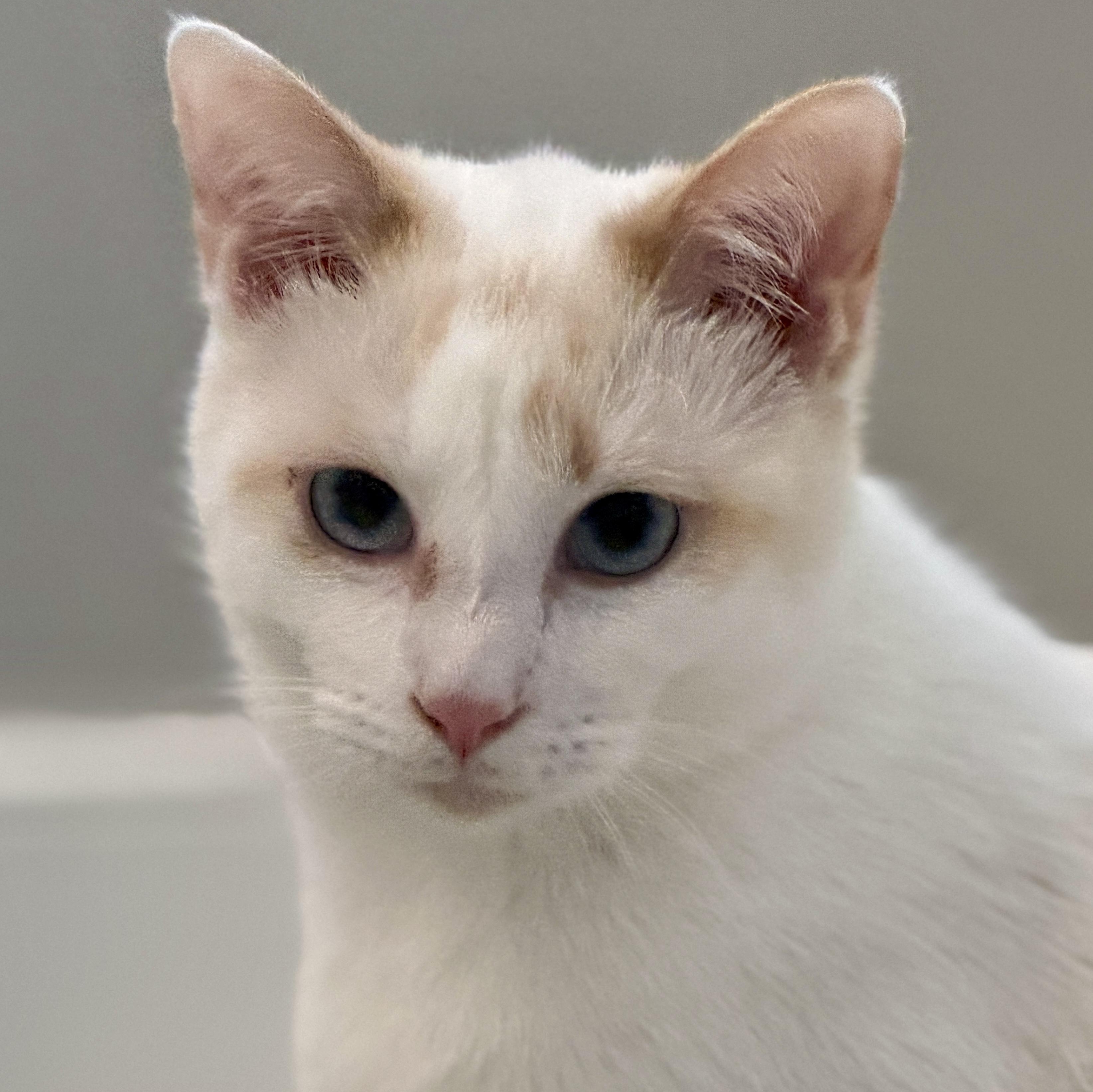 Mica Gap, Adoptable, Kitten Male Siamese & Domestic Short Hair.