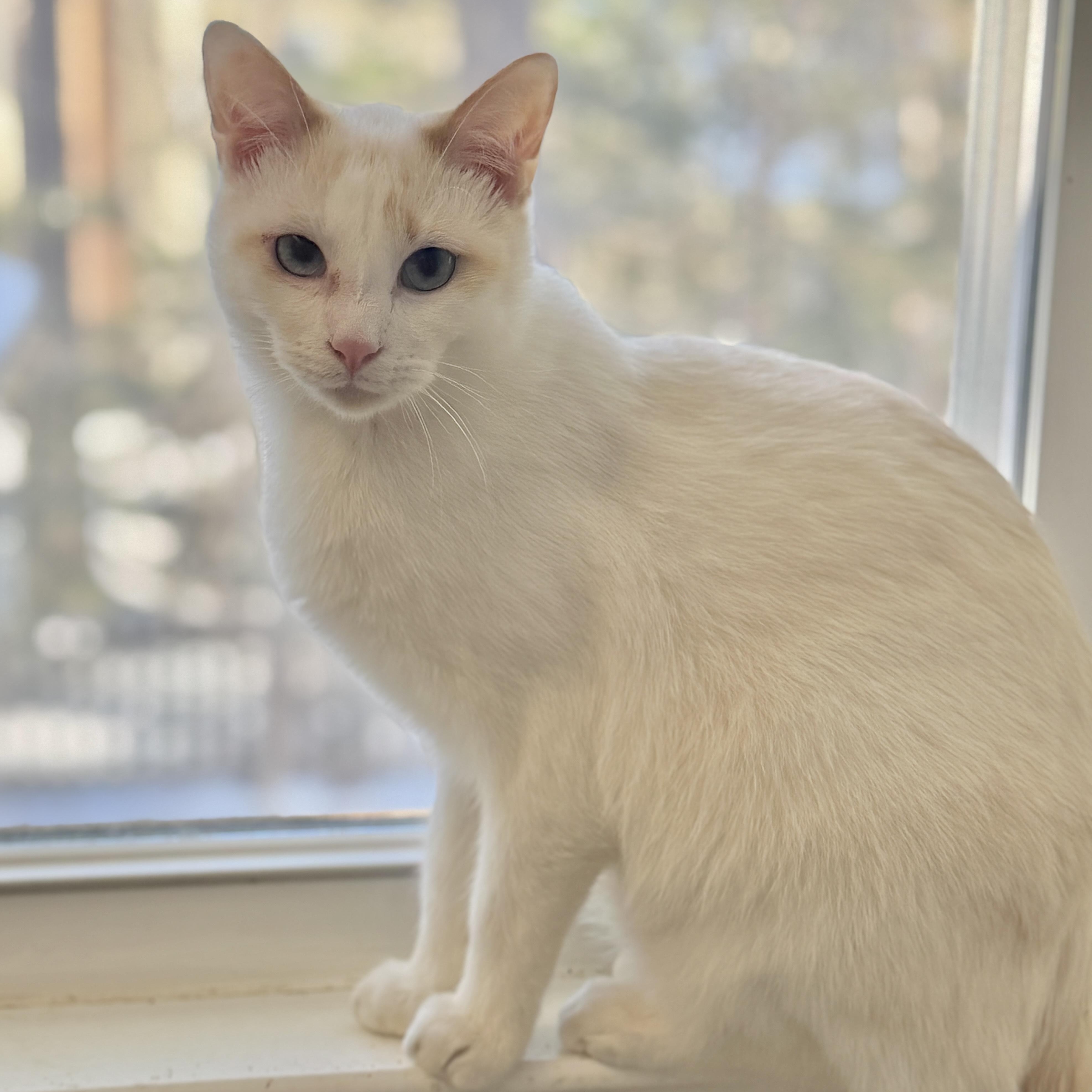 Enlarge Mica Gap, a Adoptable mixed breed in Richmond, VA image 2/4