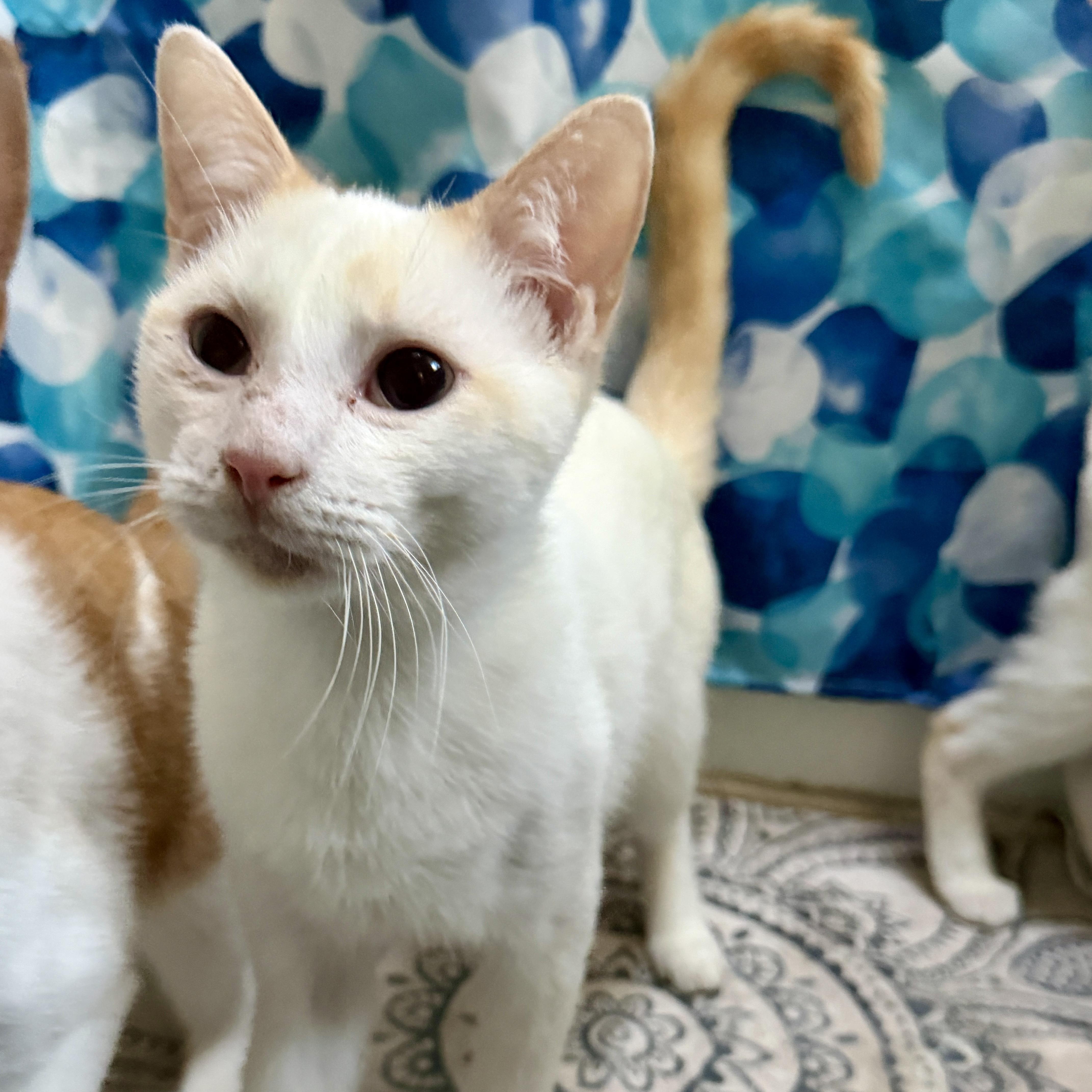 Enlarge Mica Gap, a Adoptable mixed breed in Richmond, VA image 1/2