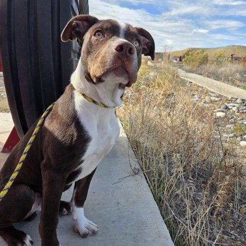 Enlarge Mocha, a Adoptable mixed breed in Grand Junction, CO image 1/5