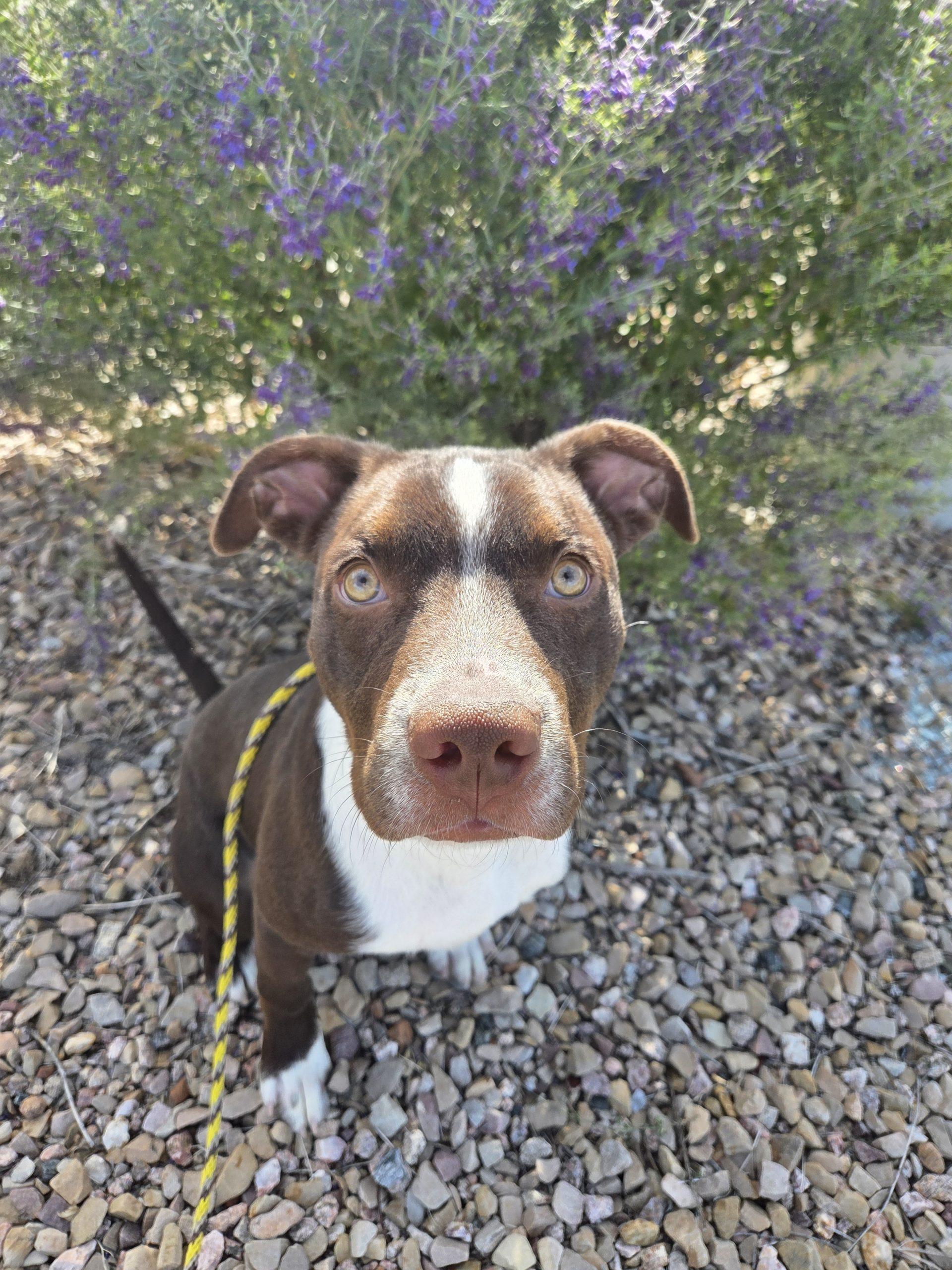 Enlarge Mocha, a Adoptable mixed breed in Grand Junction, CO image 3/5