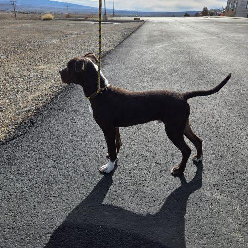 Enlarge Mocha, a Adoptable mixed breed in Grand Junction, CO image 4/5