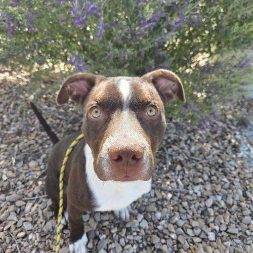 Enlarge Mocha, a Adoptable mixed breed in Grand Junction, CO image 5/5