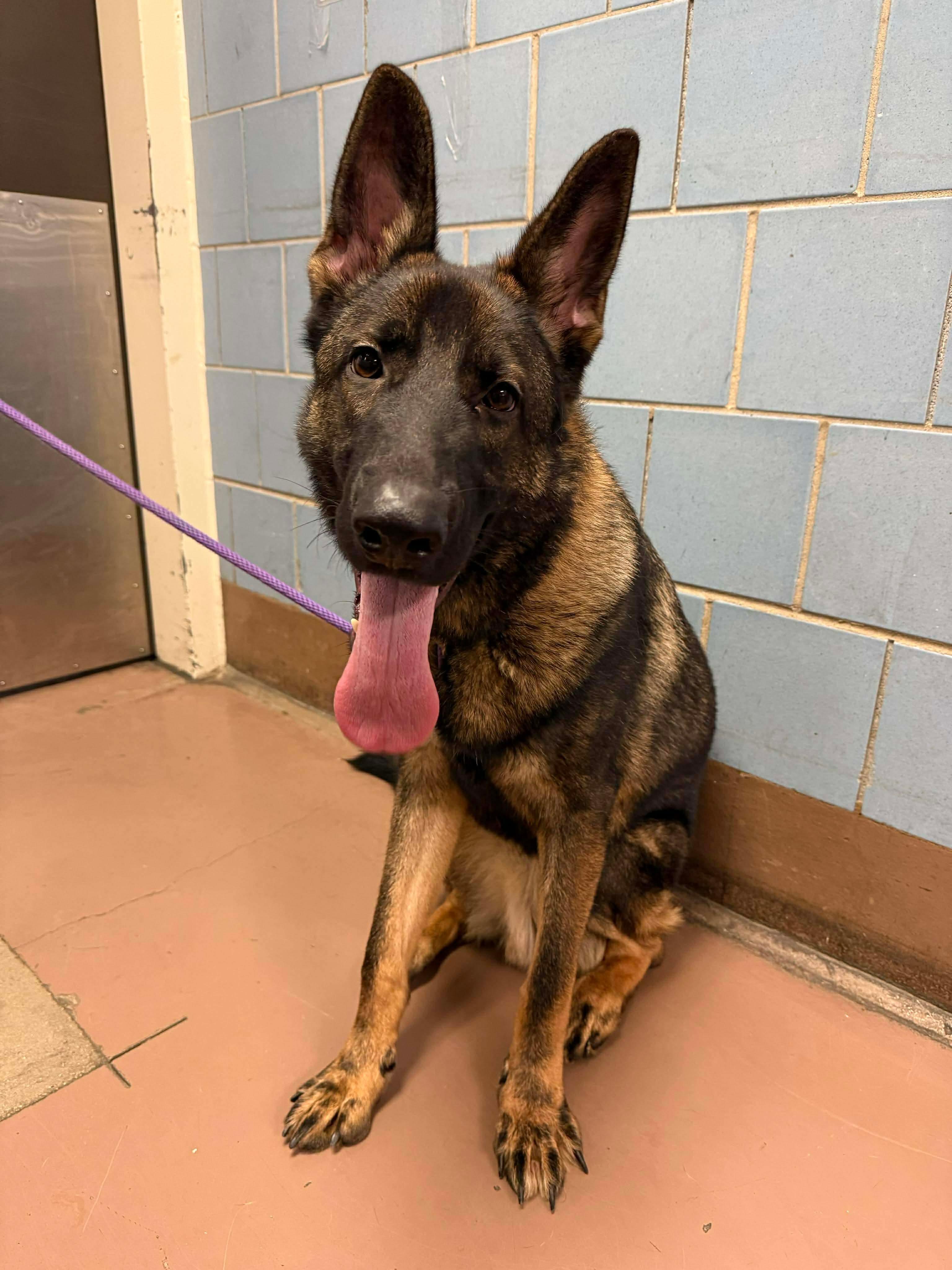 Enlarge Shadow, a Adoptable German Shepherd Dog in Chicago, IL image 1/1