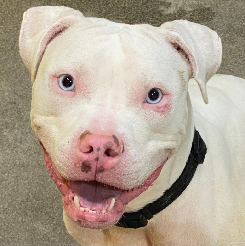 Snow, Adoptable, Adult Female Pit Bull Terrier & Boxer.