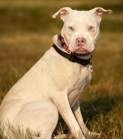 Snow, a Adoptable mixed breed in Baltimore, MD image 2/3