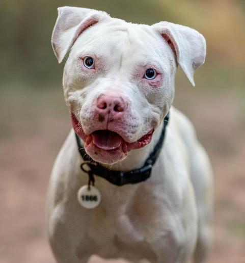 Snow, a Adoptable mixed breed in Baltimore, MD image 3/3