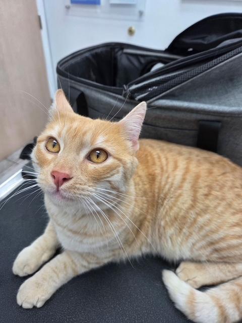 Enlarge Skylar, an adopted Domestic Short Hair in Camarillo, CA image 1/3