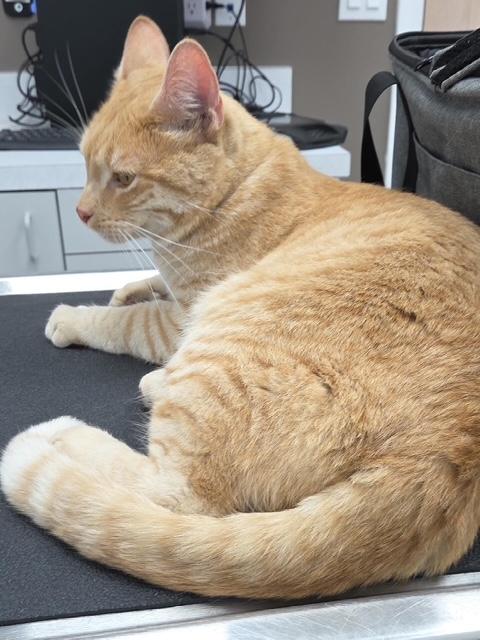 Enlarge Skylar, an adopted Domestic Short Hair in Camarillo, CA image 2/3