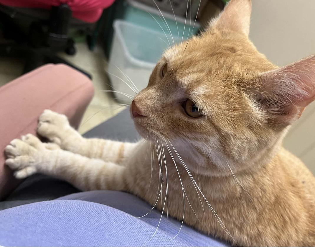 Enlarge Skylar, an adopted Domestic Short Hair in Camarillo, CA image 3/3